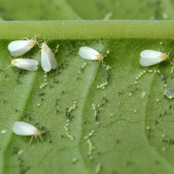 7种最全的植物花卉虫害,养花人没有不讨厌它们的