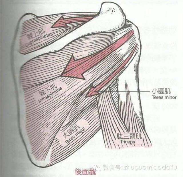 小圆肌 小结节点:肩胛下肌,大圆肌 盂下结节点:肱三头肌长头 喙突点