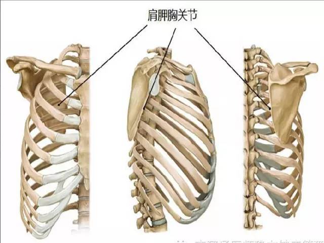 肩胛胸壁关节的稳定性是肩关节灵活运动的根基,其灵活性又是肩关节