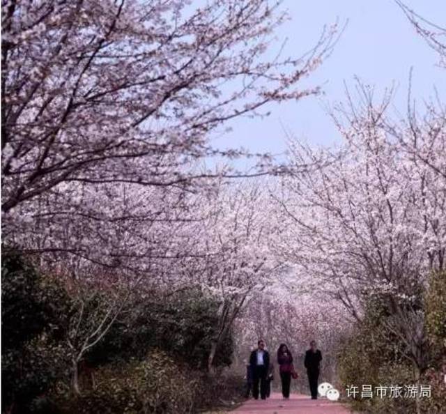 鄢陵唐韵的樱花要干过日本了,不信快来看!