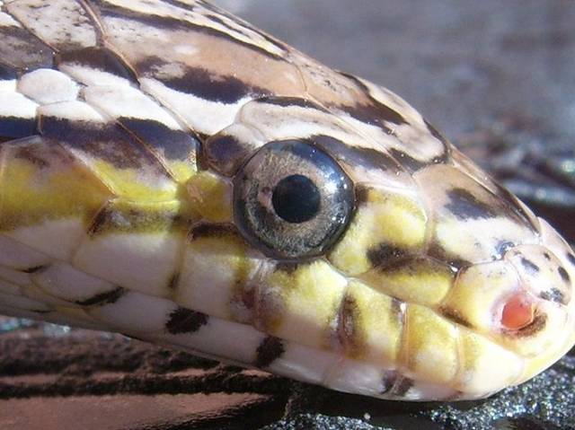 炭黑玉米蛇眼睛
