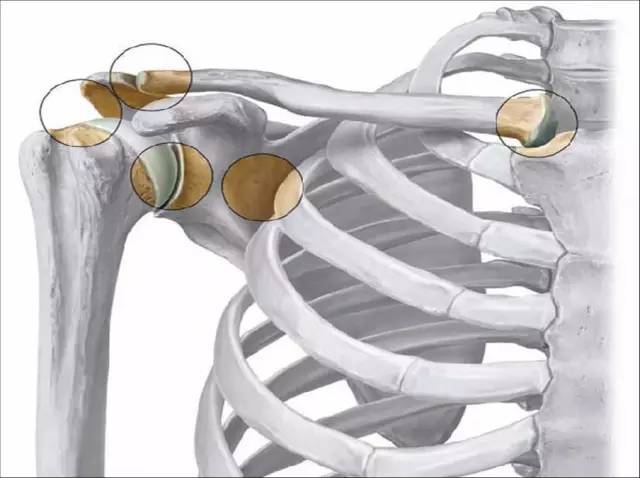 肩胛胸壁关节的稳定性是肩关节灵活运动的根基,其灵活性又是肩关节