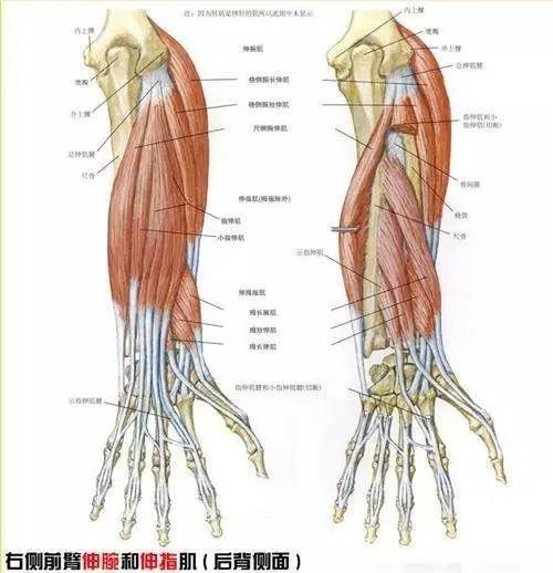 解剖图, 大家可以看到, 手指的肌肉是手臂肌肉的一部分, 围绕着手腕