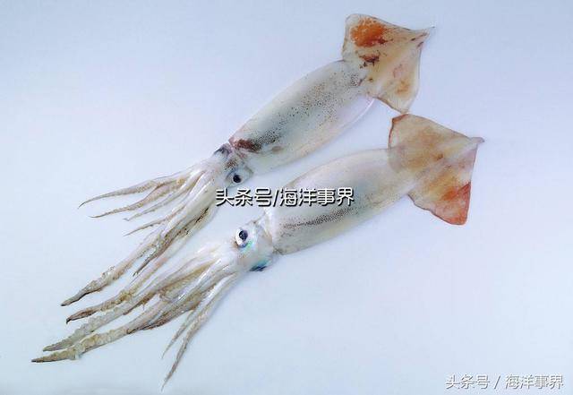 中国尾枪乌贼 uroteuthis chinensis(小管,锁管,尼)