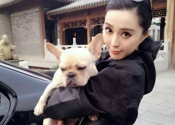 明星和土豪偏爱的斗牛犬?真的这么值得你养吗?