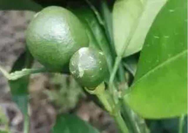 干货| 连续阴雨,柑橘灰霉病横行