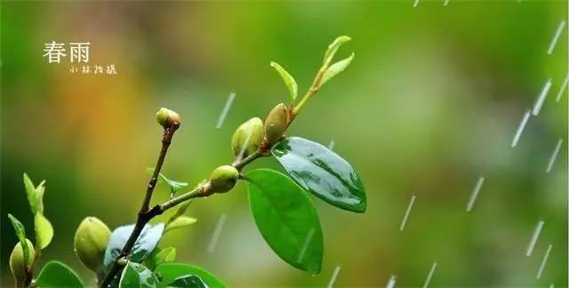 我是一滴春雨