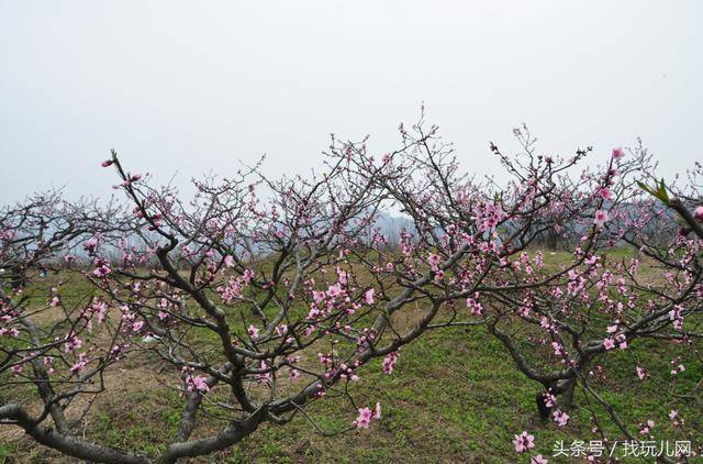 龙泉桃花故里上百家农家乐,为啥就花海人家生意爆满