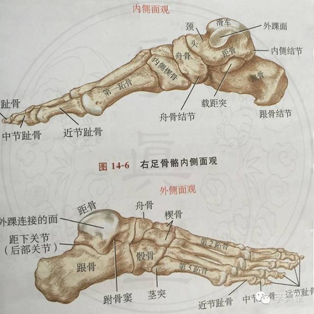 《细数高跟鞋三宗罪》 认识脚的解剖结构 第一,每只脚是由26块骨头