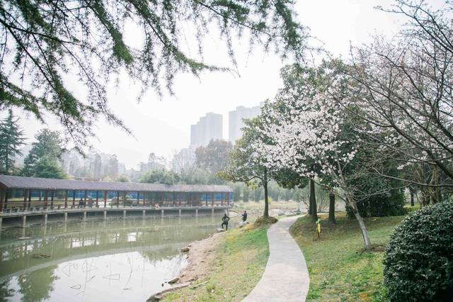 堤角公园樱花