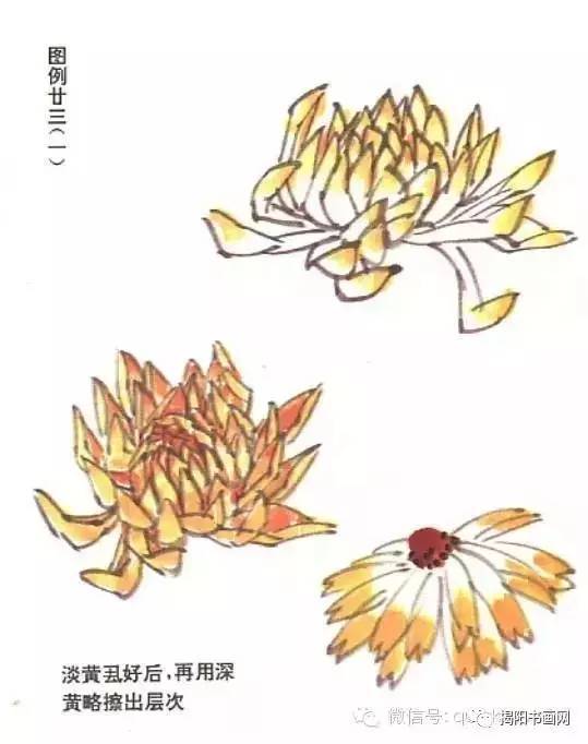 一 菊花结构解析 菊花写意画法简介 十二 ↓点下方可查看往期精选↓