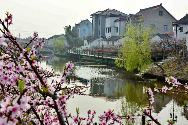 "芳草鲜美,落英缤纷",陶渊明笔下的世外桃源美景,将在凤桥镇