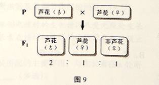 【高中生物】遗传,变异与进化