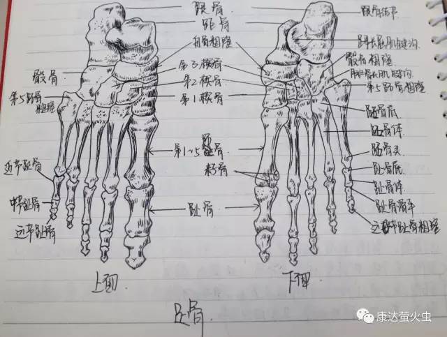 骶骨和尾骨 (后面) 解剖啊解剖曾让多少医学生头痛,为此莘莘学子也是