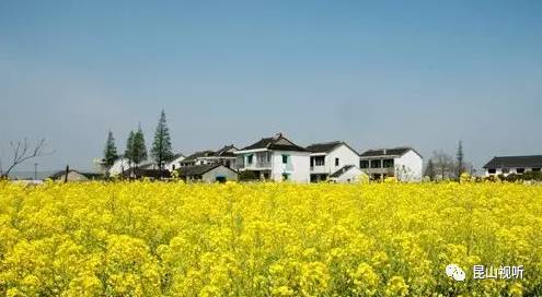 周末好去处!昆山千亩油菜花盛放,超全游玩攻略全曝光