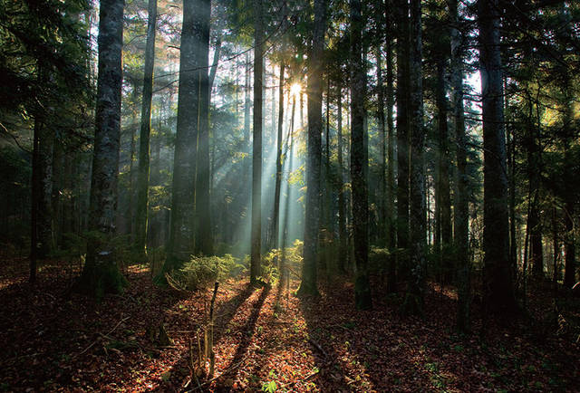 400 结合透过树林中缝隙的光影一起拍摄,画面更精彩 5  垂直线构图