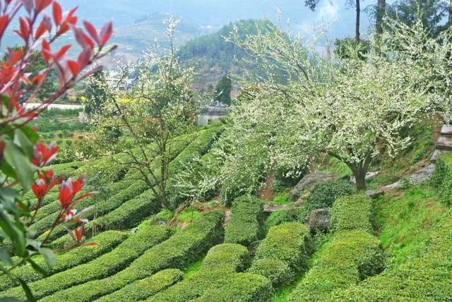 茶人茶旅07期|青竹山茶园,一个诗情画意的旅行胜地