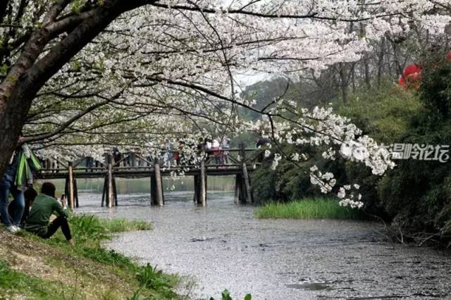 【特价】4月2日绍兴委婉山赏樱花/鲁迅故居/柯岩-鉴湖