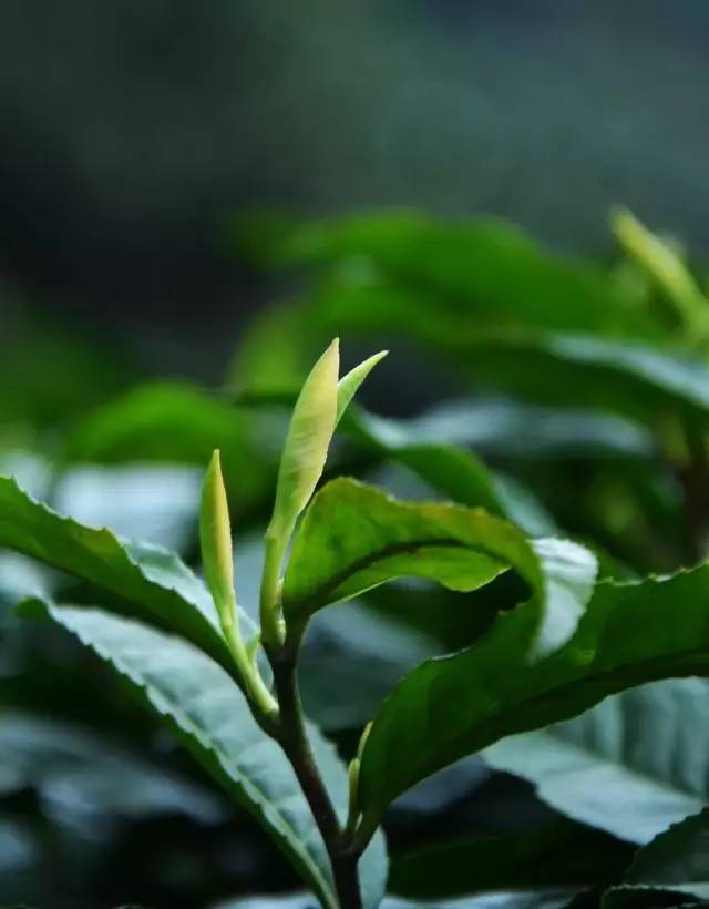 素问雅安黄茶 | 醉美茶芽:老川茶(窝子茶)