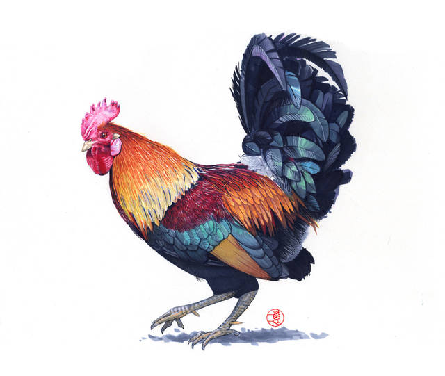 《彩铅手绘大公鸡》