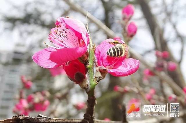 清官亭的桃花和旧圃的樱桃花开了!你要不要来?