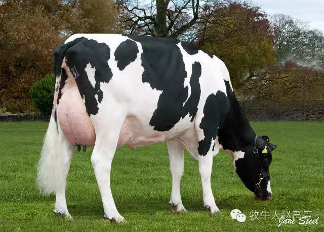 杂交育种在奶牛上应用不是很多,因为90%以上的牛奶都来荷斯坦,少部分