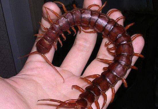 工地惊现"蜈蚣精"体长1.2米的中国红巨龙蜈蚣