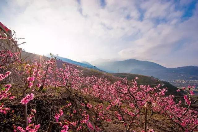 3月24日 2017四川花卉(果类)生态旅游节·双溪桃花会 汉源县双溪乡申