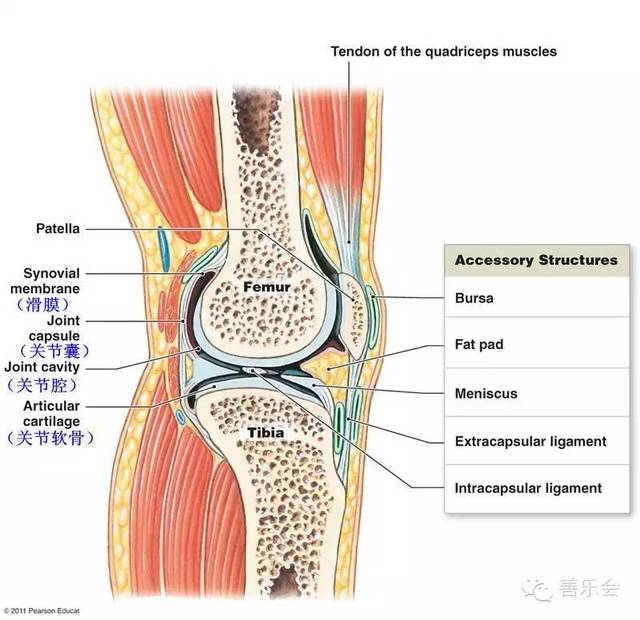 膝关节常见问题之——滑膜炎