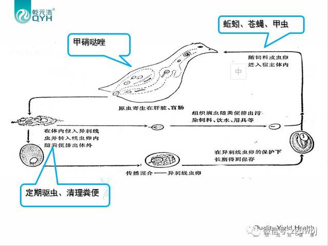 还有蛔虫和绦虫