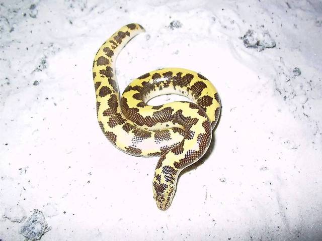 gongylophis conicus 粗鳞沙蚺