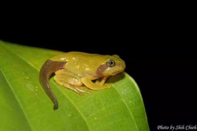 图片:台湾生物教学补充教材  从卵到经历完整的变态发育过程,大约需要