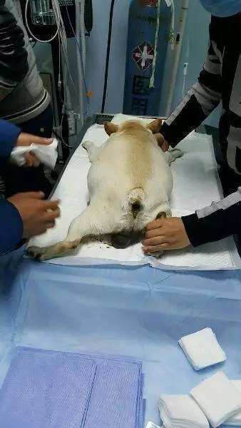 直击法国斗牛犬难产危机,宠物医院破腹产2小时紧张手术进行中_手机