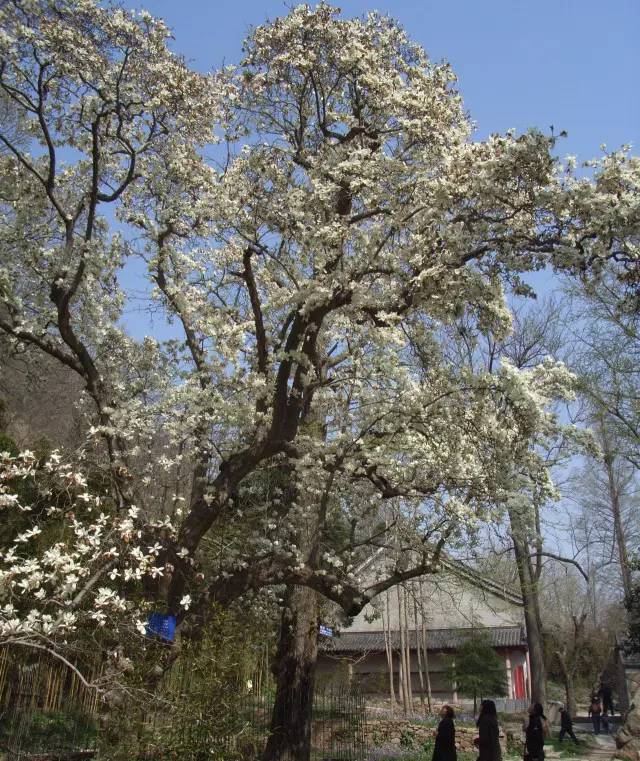1982年8月20日,菊花被定为南通市花,并在 唐闸公园建立菊花生产基地和