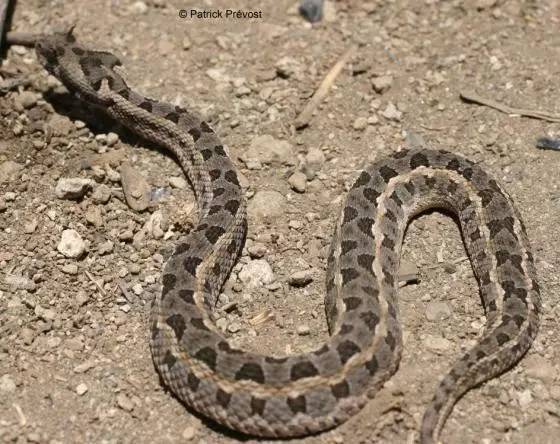 trimeresurus mangshanensis 莽山烙铁头