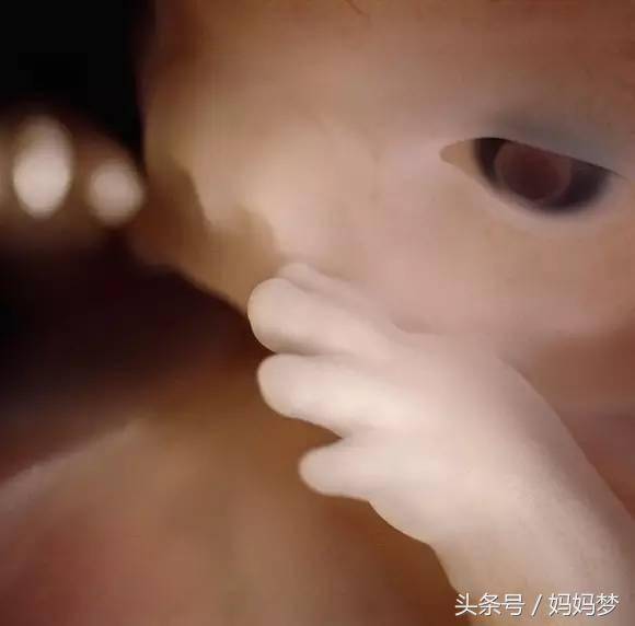 16周大的胎儿.小家伙用手探索自己的身体以及周围的环境.