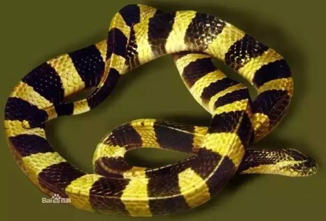 金环蛇,体型要比银环蛇大,颜色黄黑相间,其他特征和银环蛇一样).