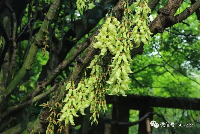 白色禾雀花(白花油麻藤) 粉红色,紫白相间的禾雀花,有个听起来很