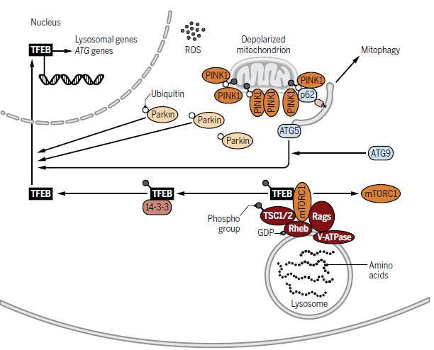 4.线粒体自噬时,转录因子mit / tfe的调控取决于atg5/9蛋白