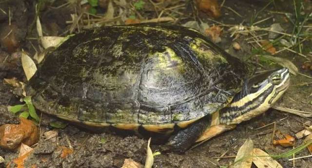 mauremys japonica 日本石龟