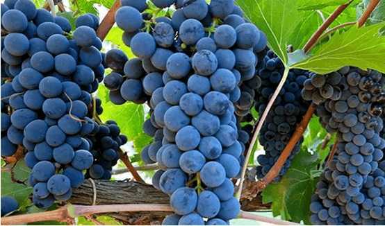 酿葡萄酒的葡萄品种有哪些?