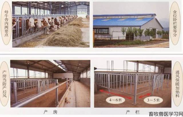 产房 每头犊牛占牛舍面积2平方米,每头母牛占8-10平方米,运动场面积
