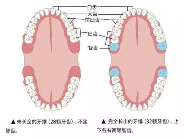 华西论健 | 恼人的尽头牙