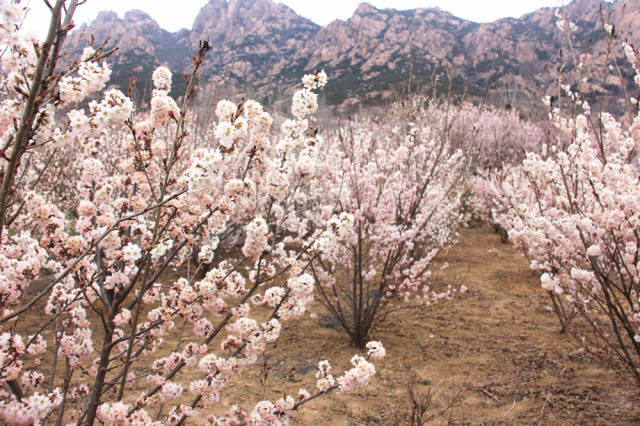 樱桃花开,我在爱樱维果园等你