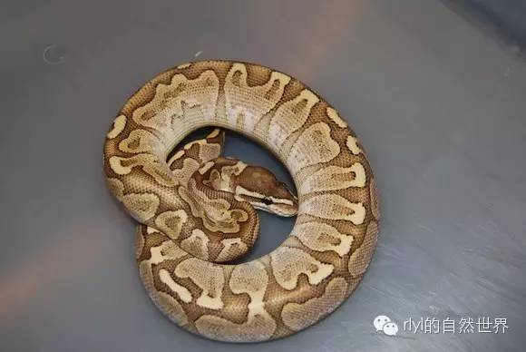 【蟒蚺迷】bamboo ballpython!