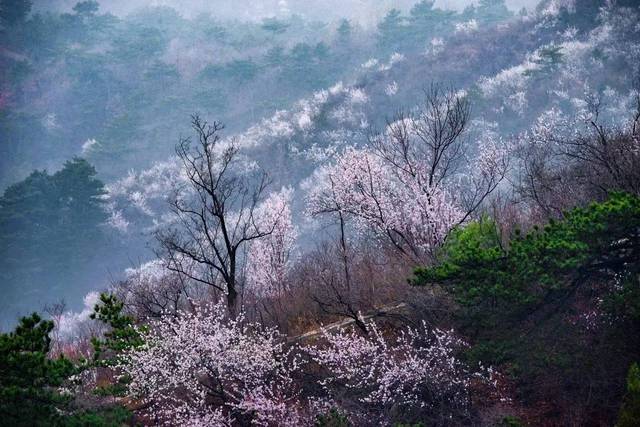 【图说】延寿桃花一条沟进入最佳观赏期