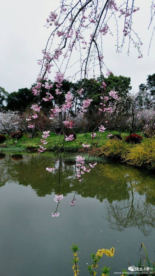 水乡春早醉江南