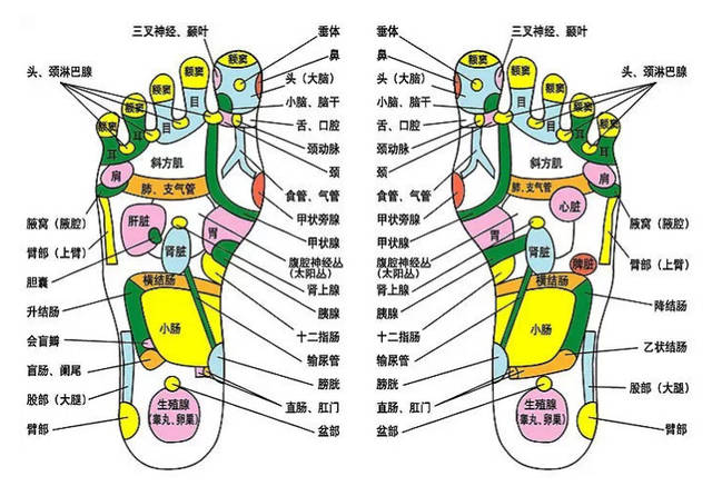 你还在为记不住反射区苦恼吗?