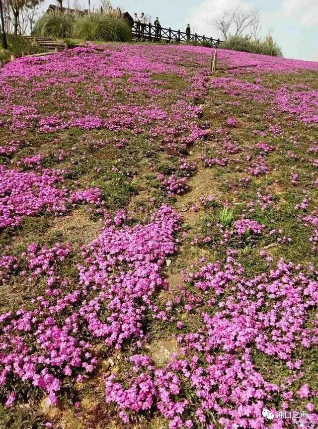 龙灵山生态公园的芝樱花盛开 清明假期将是最佳观赏期