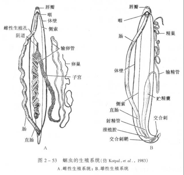 6.生殖系统 生殖系统:雌雄异体,异形.